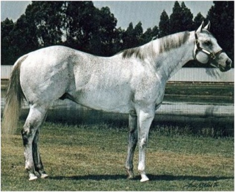 Beduino quarter horse, rainbow glass ranch